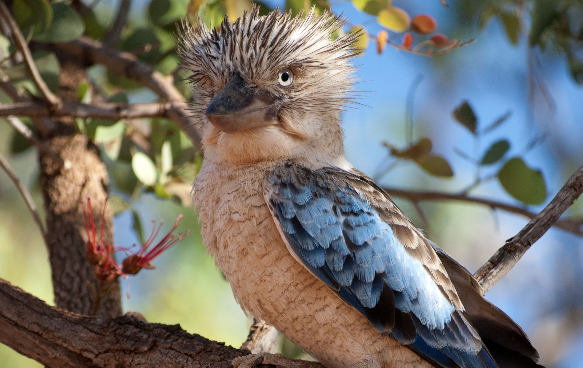 Blue winged Kookaburra