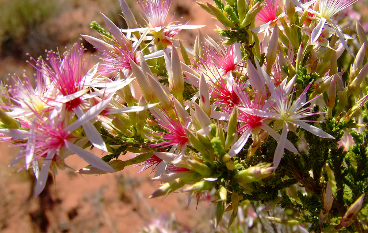 Calytrix Exstipulata - Kimberley Wildflower