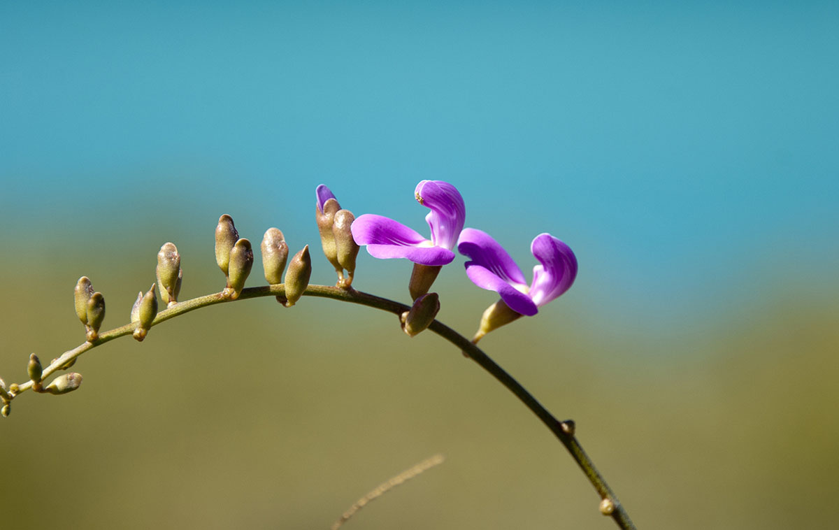 Canavalia Rosea - Wildflower of the Kimberley