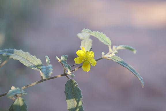 Corchorus pumilio - Kimberley Wildflower