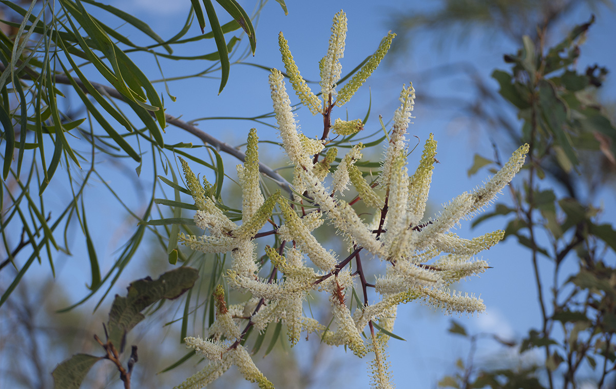 Grevillea Striata - Kimberley Wildflower