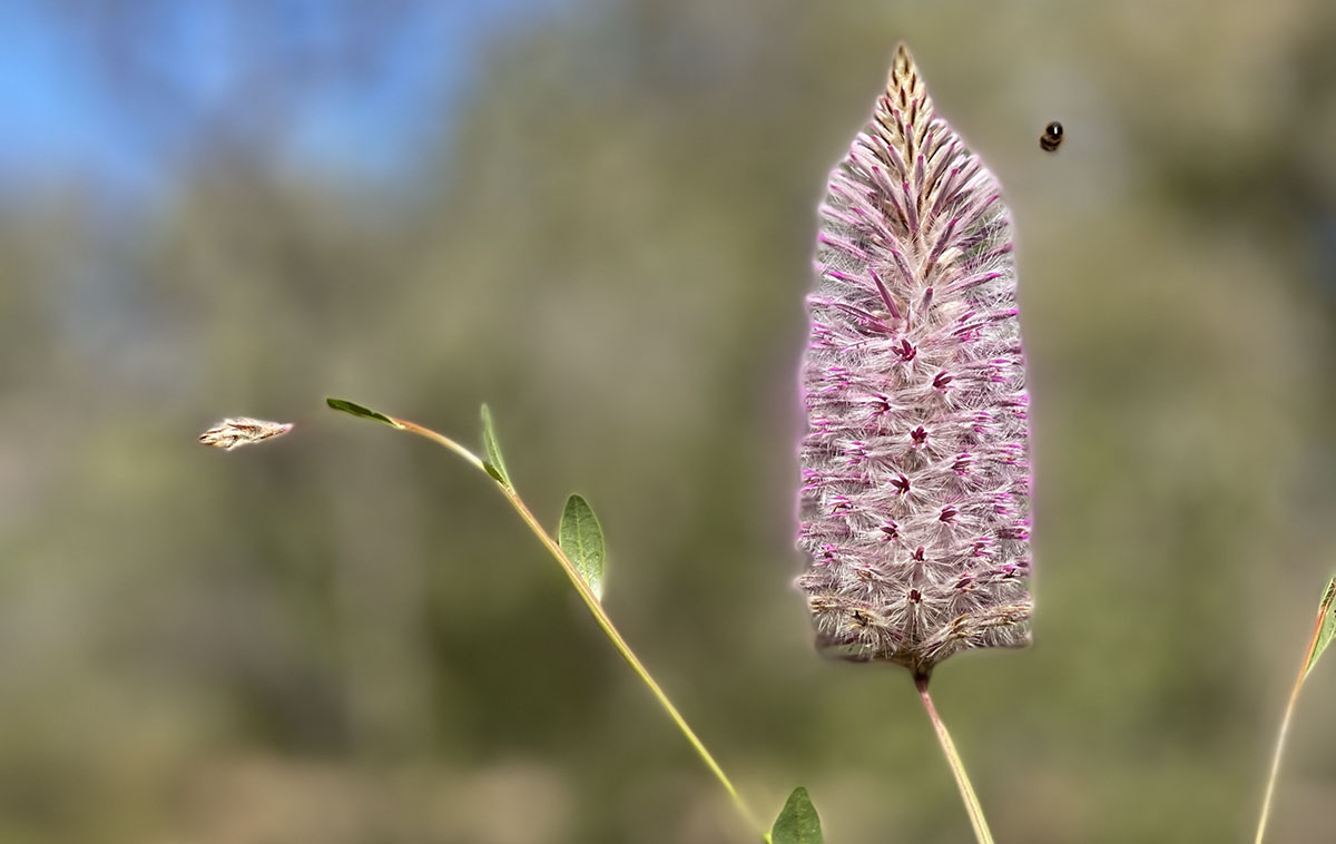 Ptilotus Exaltatus - Mulla Mulla